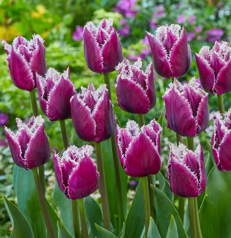 Buy San Martin Tulip Online Fringed Tulip Bulbs Breck's