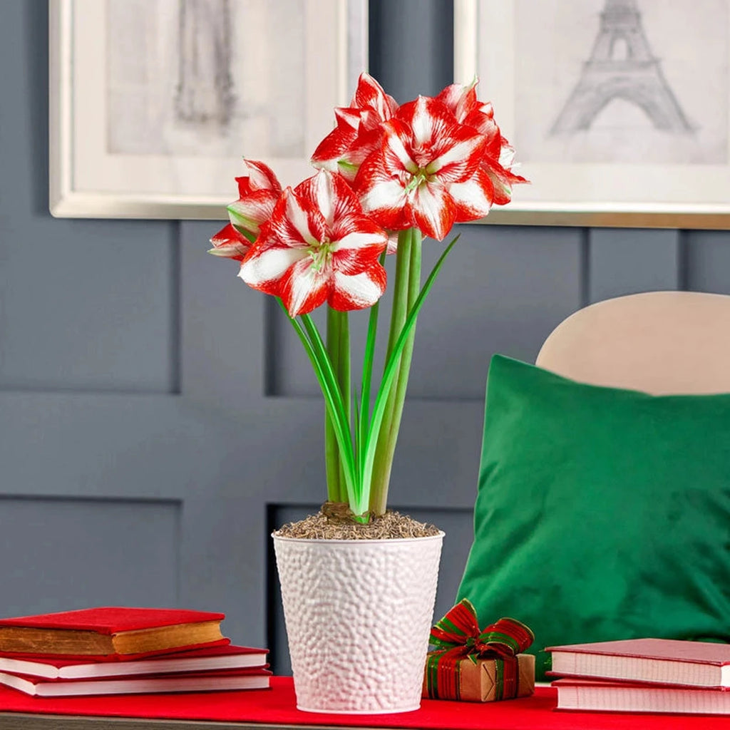 Pierrot Amaryllis Single | Amaryllis Bulbs | Breck's Gifts Pierrot Amaryllis Single | Amaryllis Bulbs | Breck's Gifts
