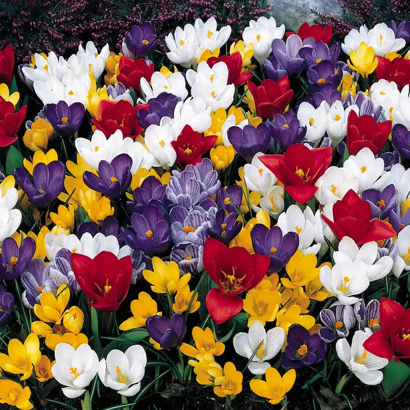 Early Spring Carpet of Color Mixture Brecks