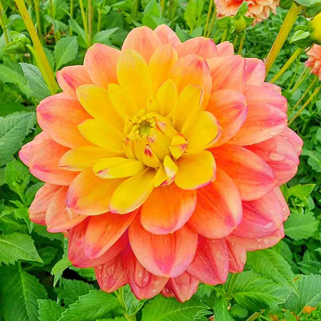 Buy Princess Erika Dahlia | Patio and Border Dahlias | Breck's