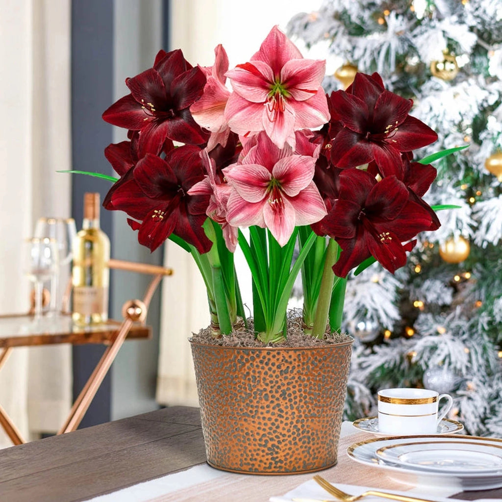 Festival Amaryllis Trio in Dimpled Bronze Tone Pot | Breck's