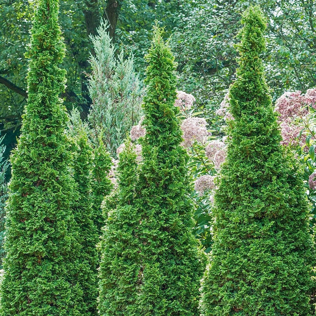 Degroot's Spire Upright Arborvitae Hedge – Breck's