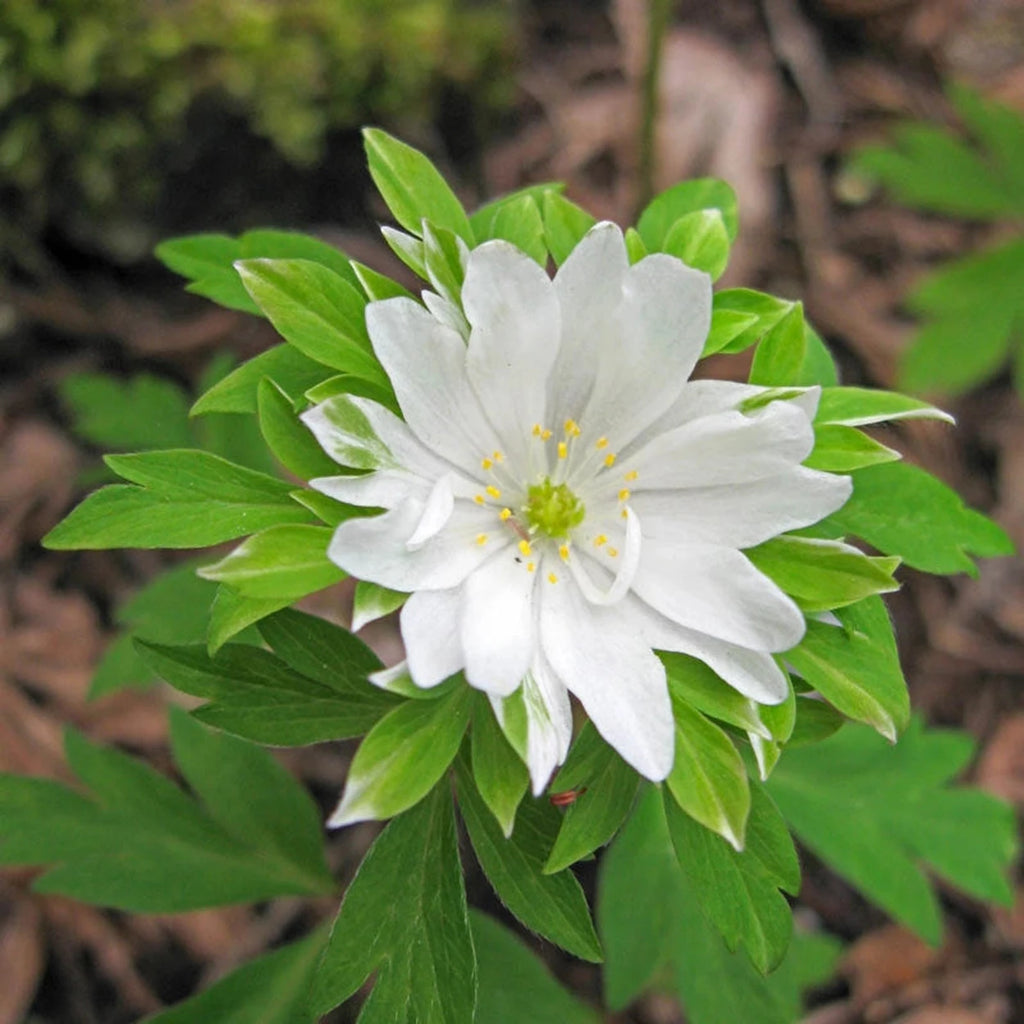 tree anemone succulent Buy Green Collar Wood Anemone | Fall Planted Bulbs