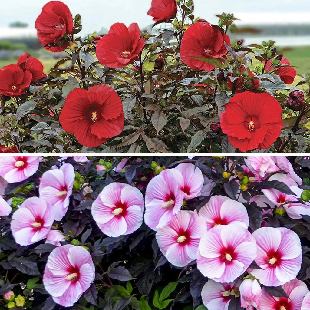 Breck's Exotic Hibiscus Collection | Shop Online