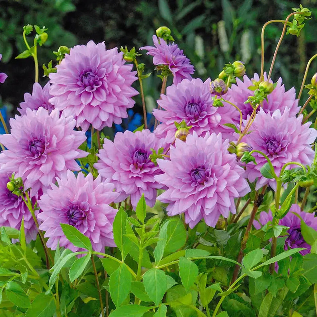 blue dahlia flower seeds Buy Blue Boy Dahlia Bulbs | Decorative Dahlias