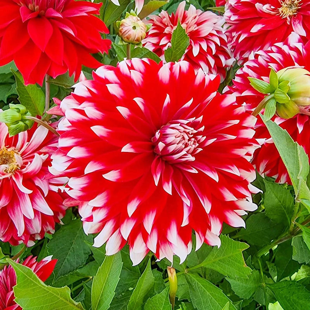 Buy Davos Dinnerplate Dahlia | Decorative Dahlias | Breck's