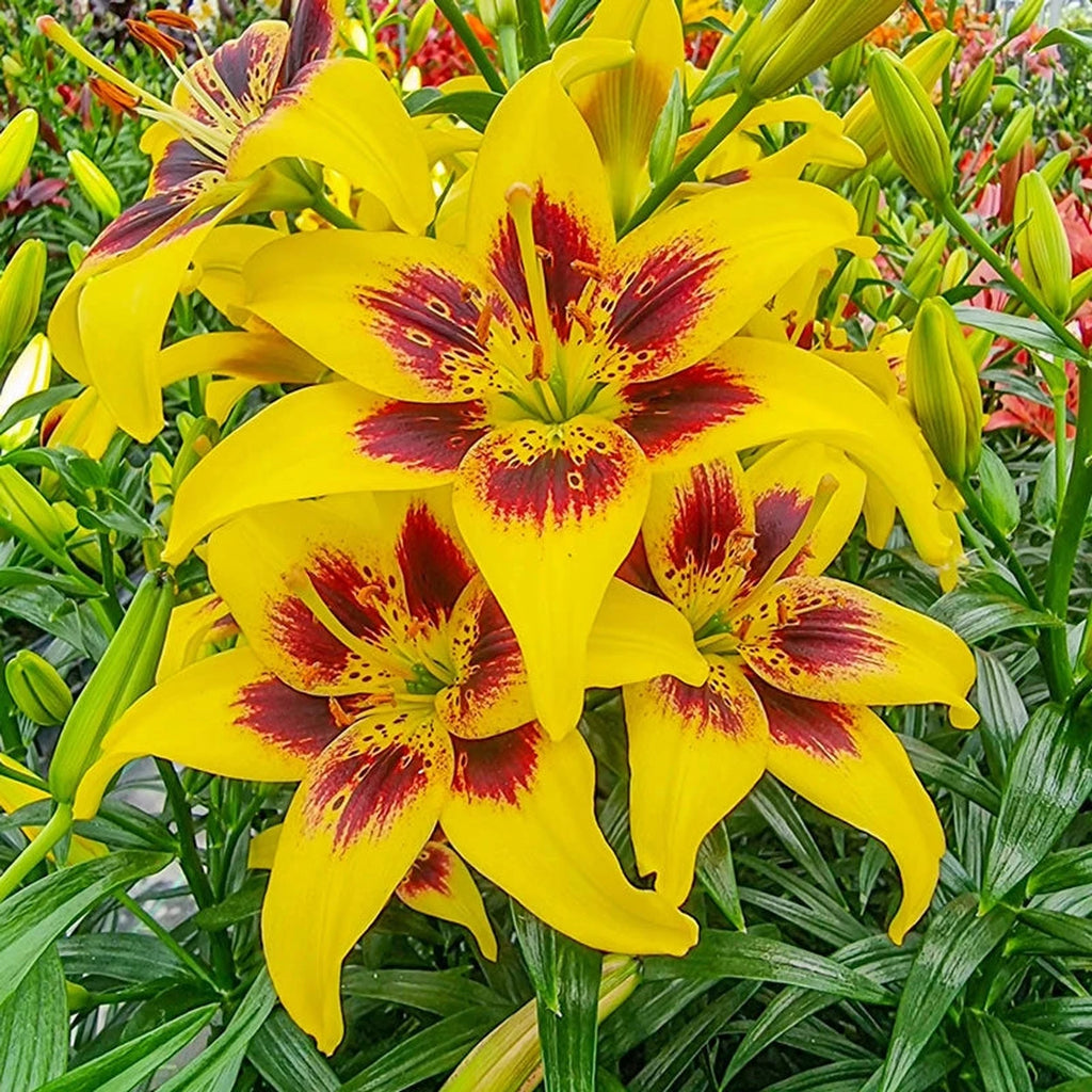 pieton asiatic lily Pieton Lily