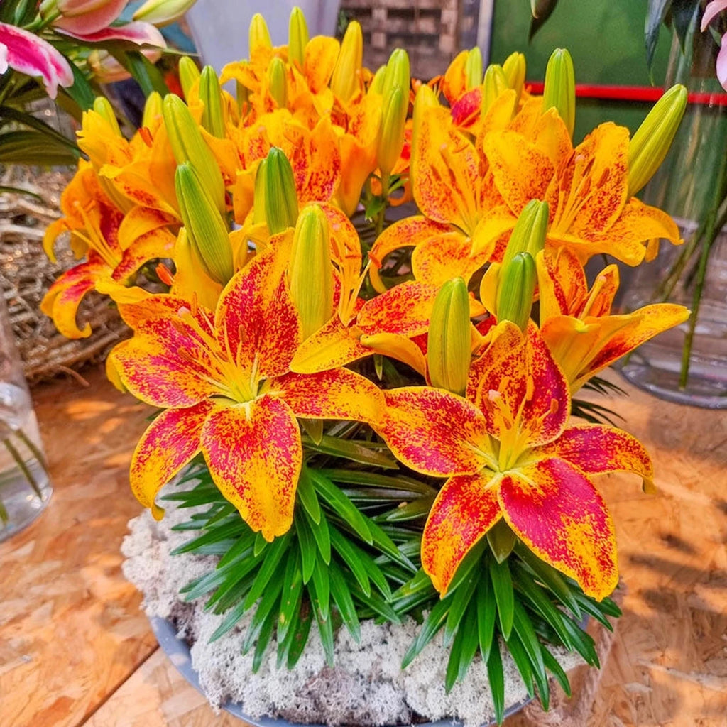 asiatic lilies care after bloom Tiny Parrot Patio Lily