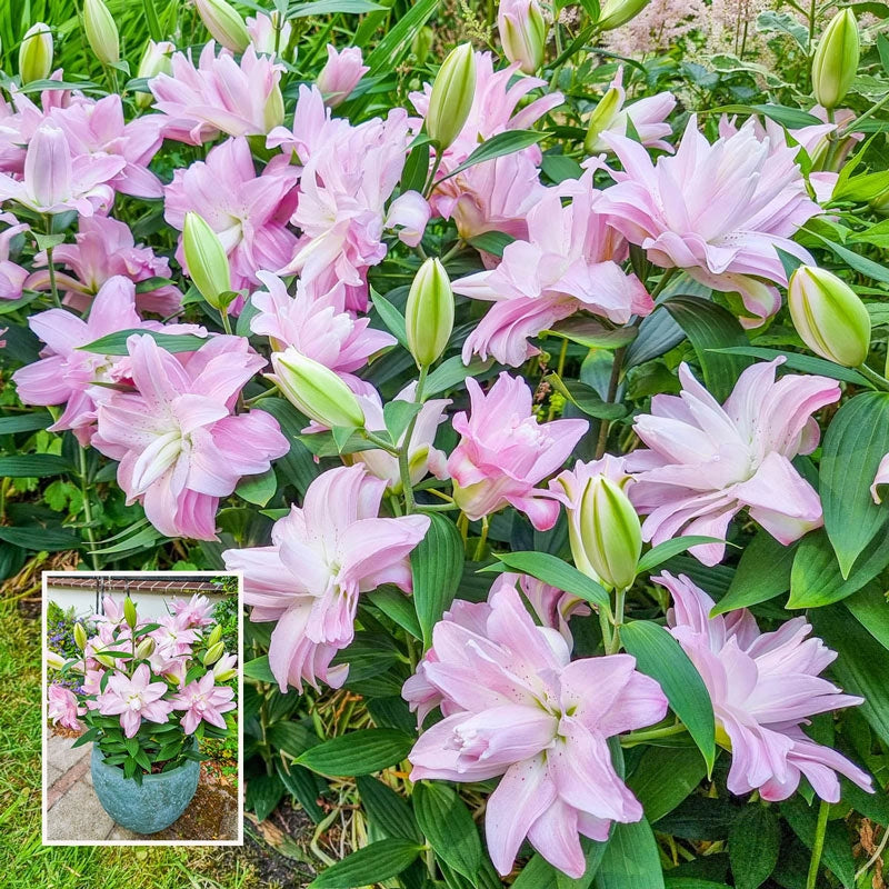 Waverider Carpet Border Lily Bulbs Shop Online Breck's