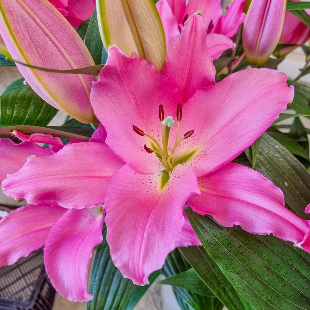 lily Van Zyverden Lilies Asiatic Black Eye Set of 7 Bulbs Multicolor