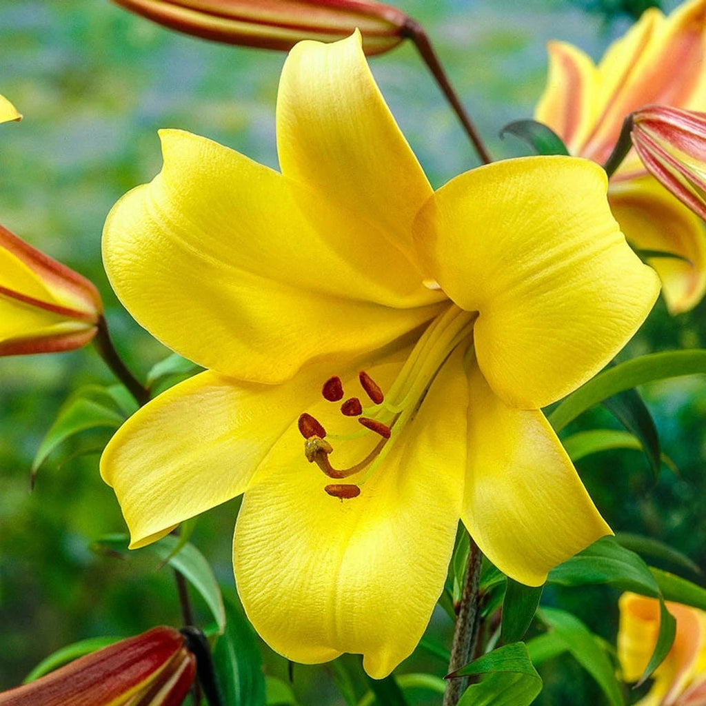 lily trumpet flower Golden Splendor Trumpet Lily