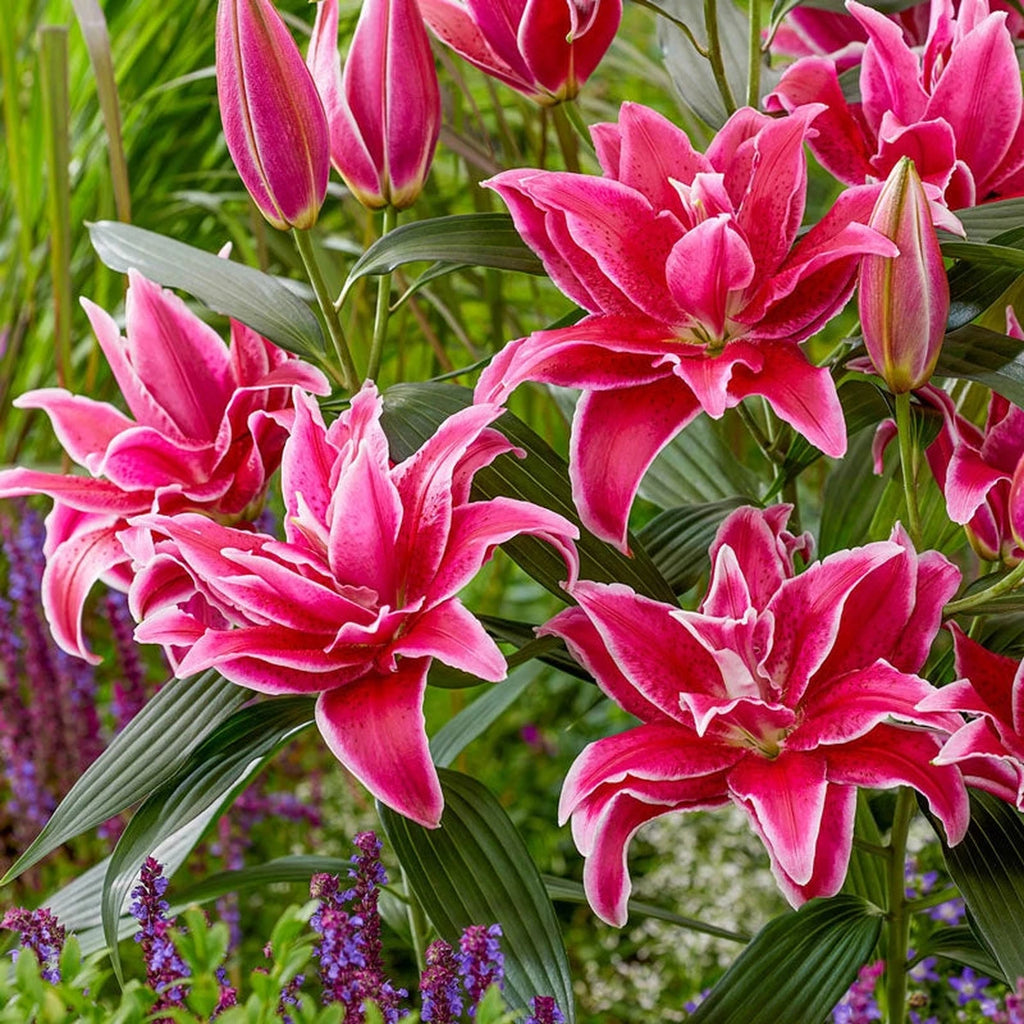 Buy Natascha Roselily Bulbs | Oriental Lilies | Breck's Buy Natascha Roselily Bulbs | Oriental Lilies | Breck's