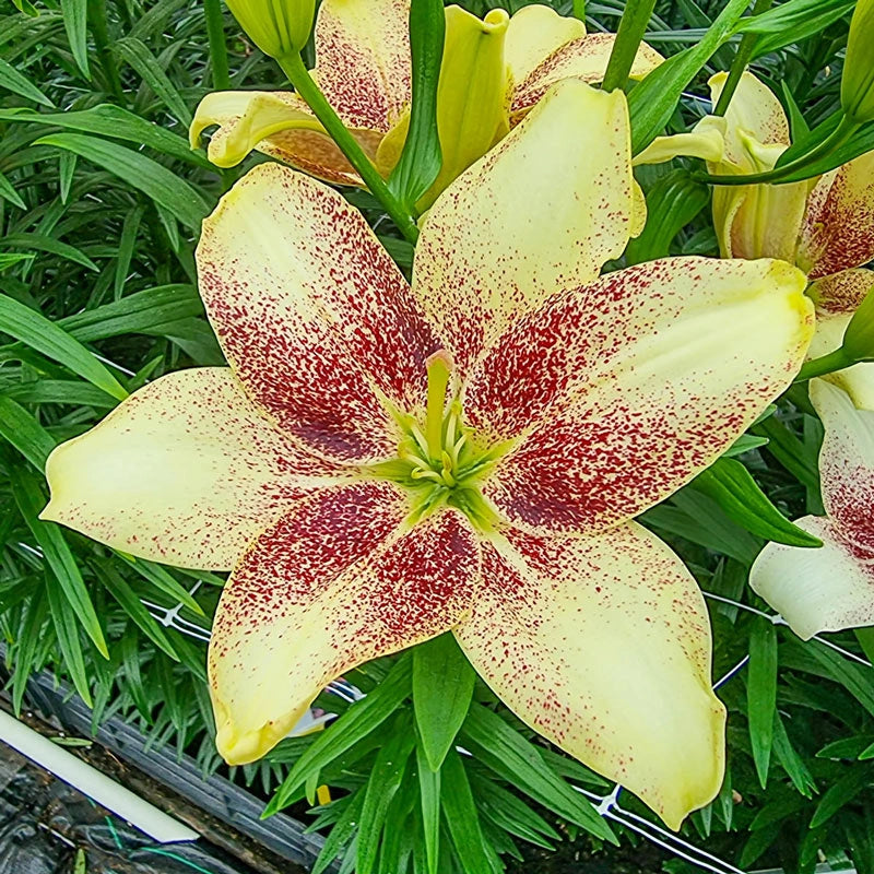 Buy Easy Spot Lily Bulbs Online Asiatic Lilies Breck s