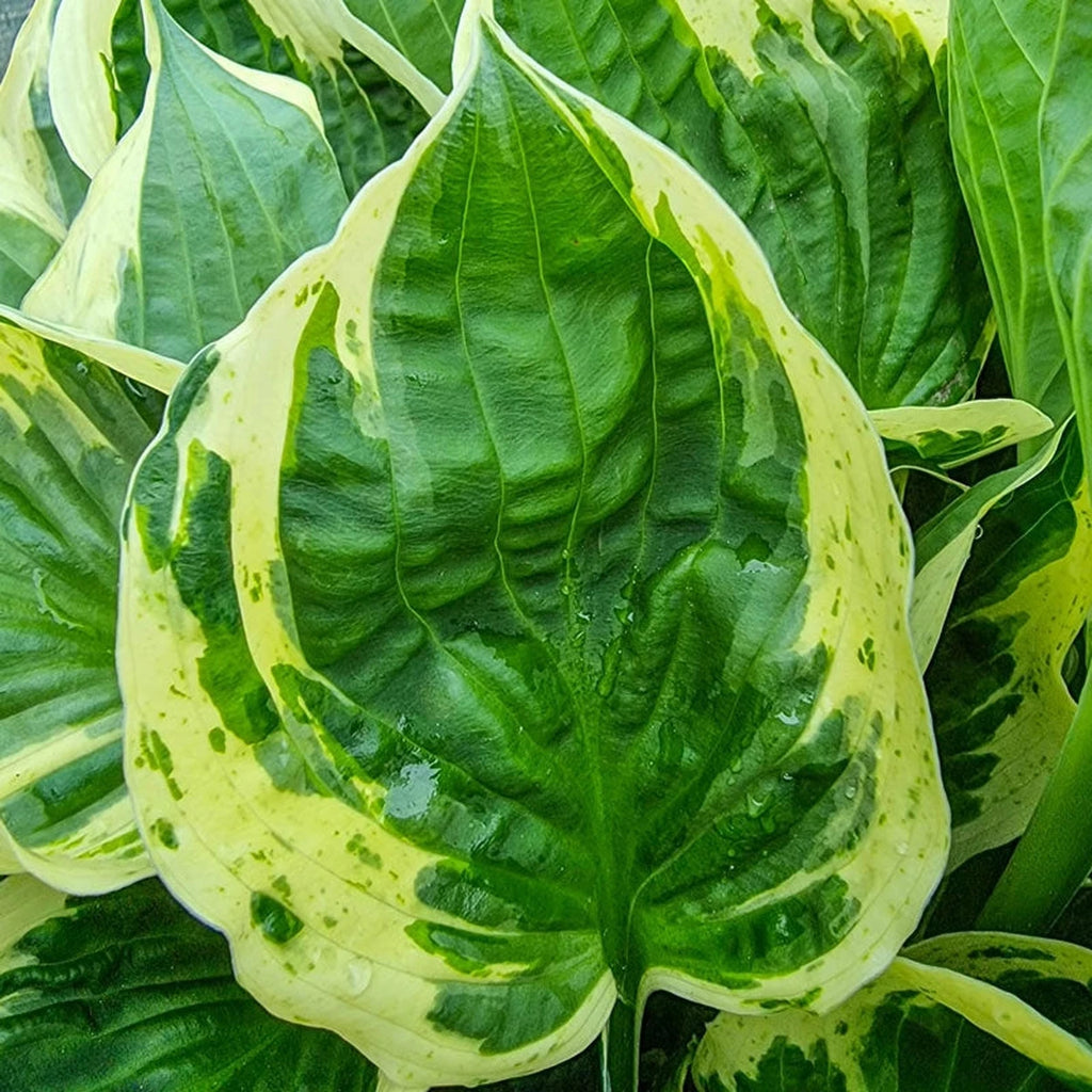 Buy Independence Hostas Online | Shade Perennials