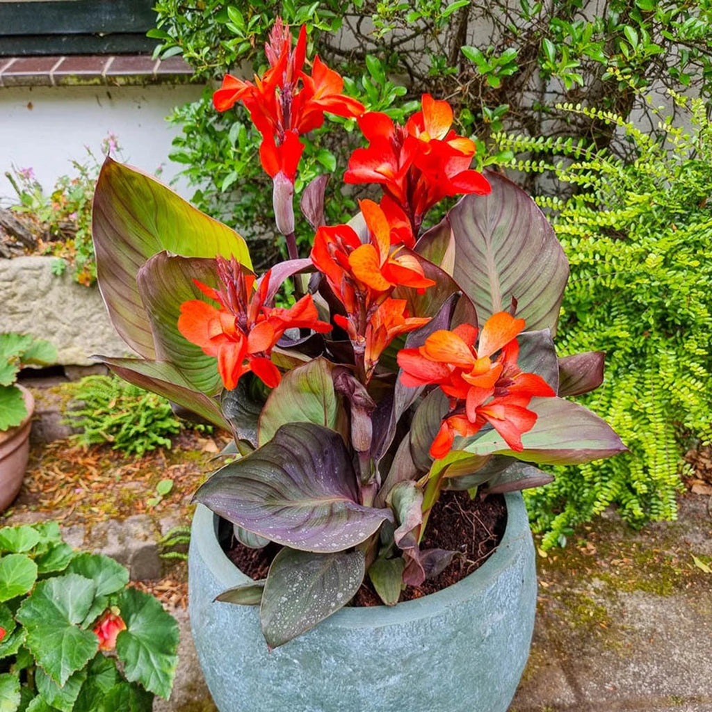 Buy Happy Wendy Canna Bulbs | Spring Planed Bulbs