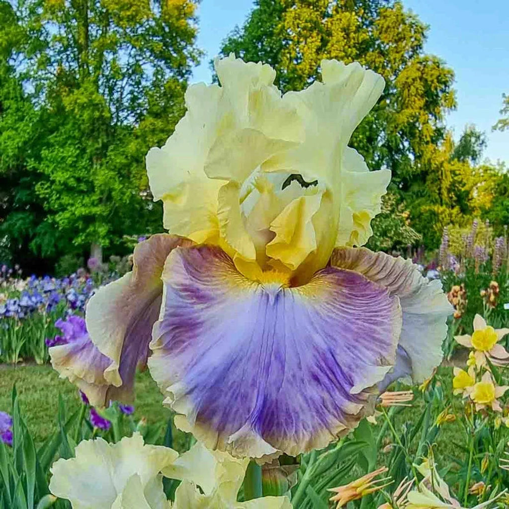 Shop Style Traveller Bearded Iris | Iris Rhizomes | Breck's