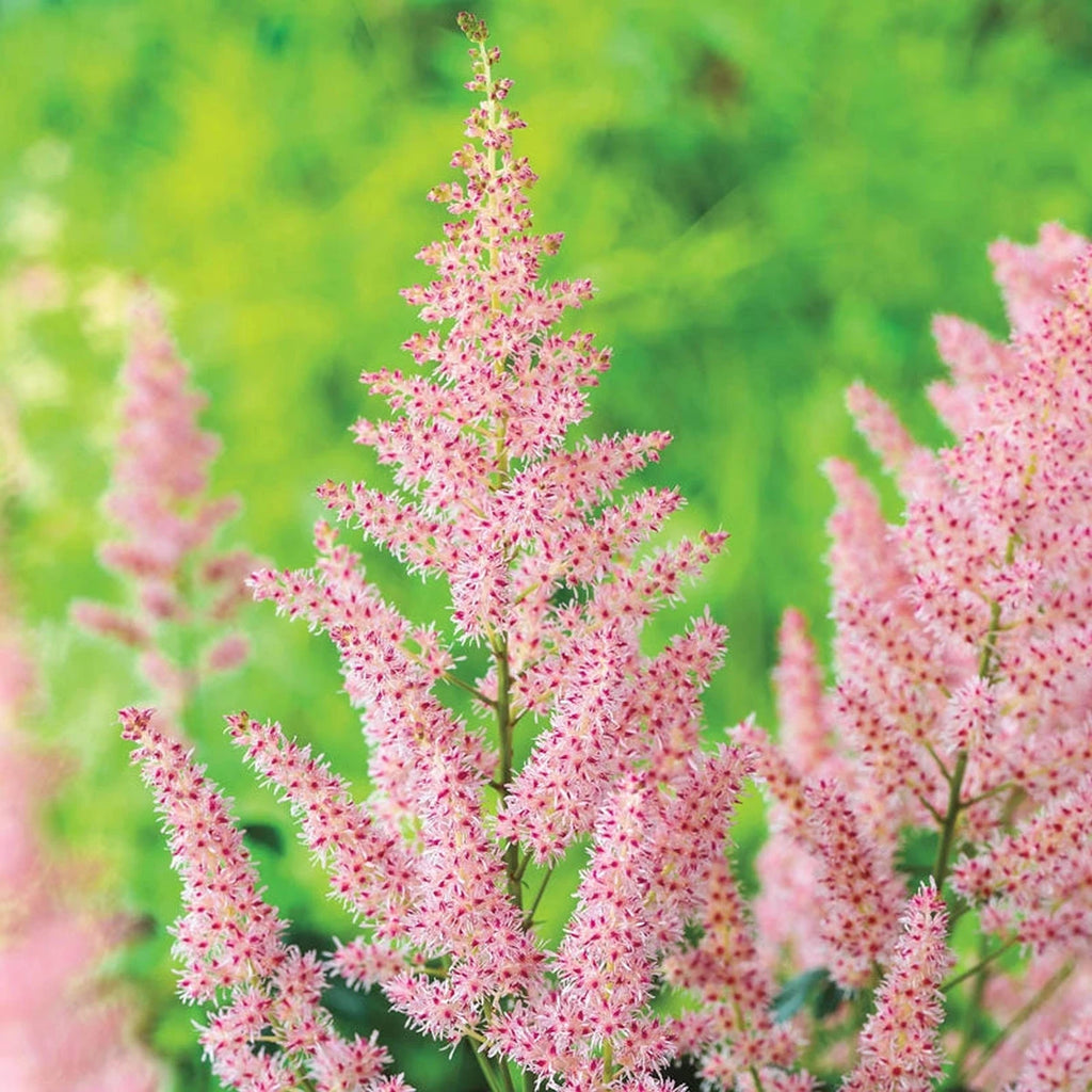 トップス Astilbe Top The Toe Buy Hip Hop Astilbe Online | Shade Perennials | Breck's