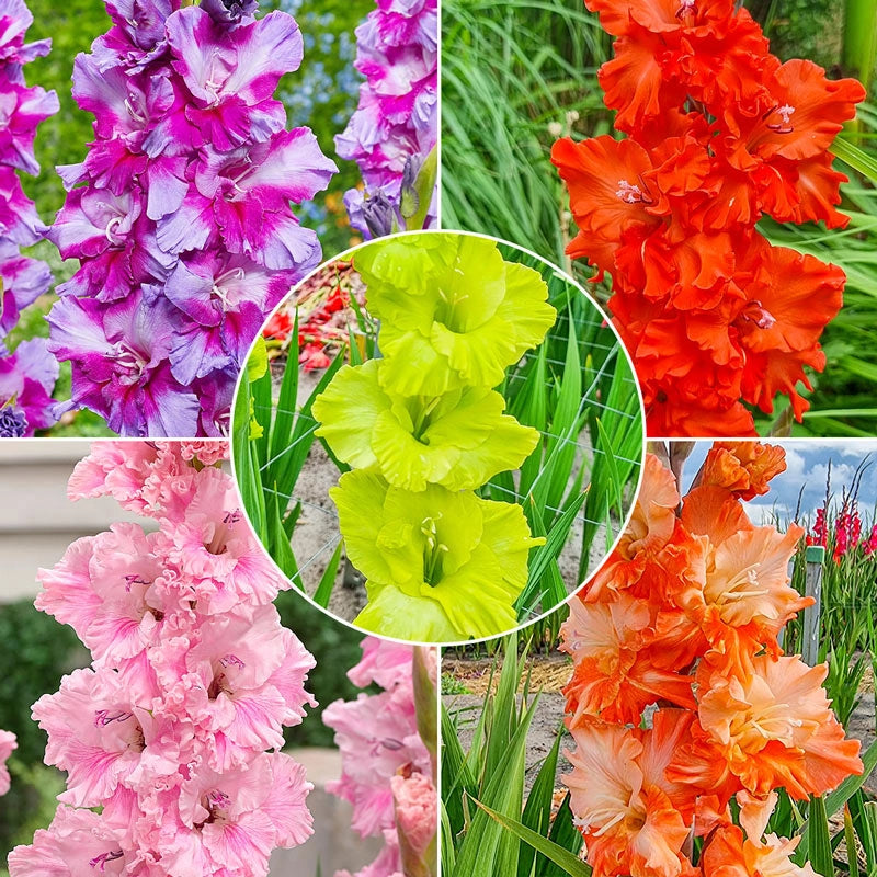 Flamenco Gladiolus Collection Shop Online Breck's