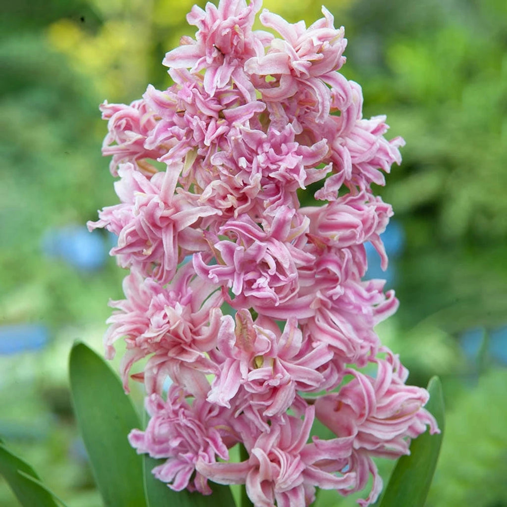 Pink Diamond UltraDouble Hyacinth Shop Online Breck s pink-diamond-ultradouble-hyacinth-shop-online-breck-s
