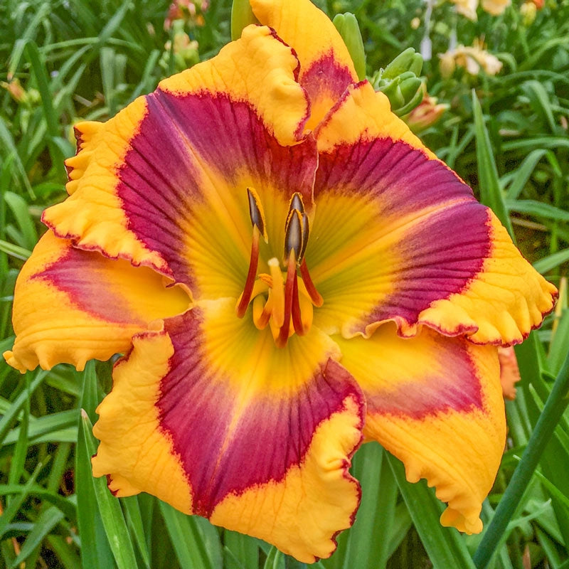 Bold Endeavor Reblooming Daylily Buy Online Breck's Brecks