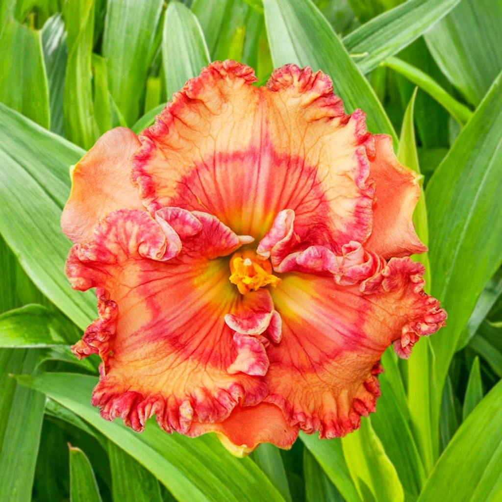 Fascinating Colors Reblooming Daylily | Buy Online | Breck's