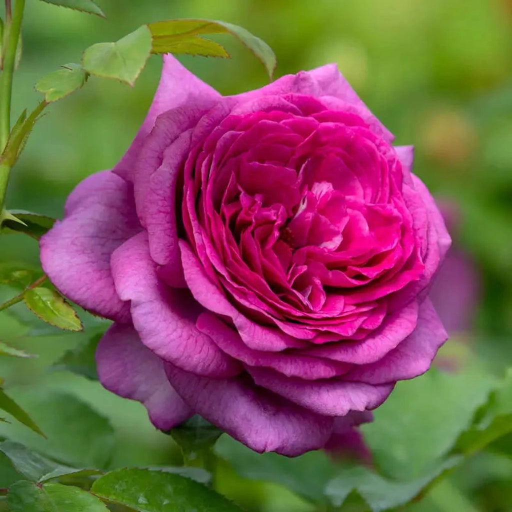 Sweet Madame Blue™ Floribunda Rose - 3 Gallon Pot – Breck's