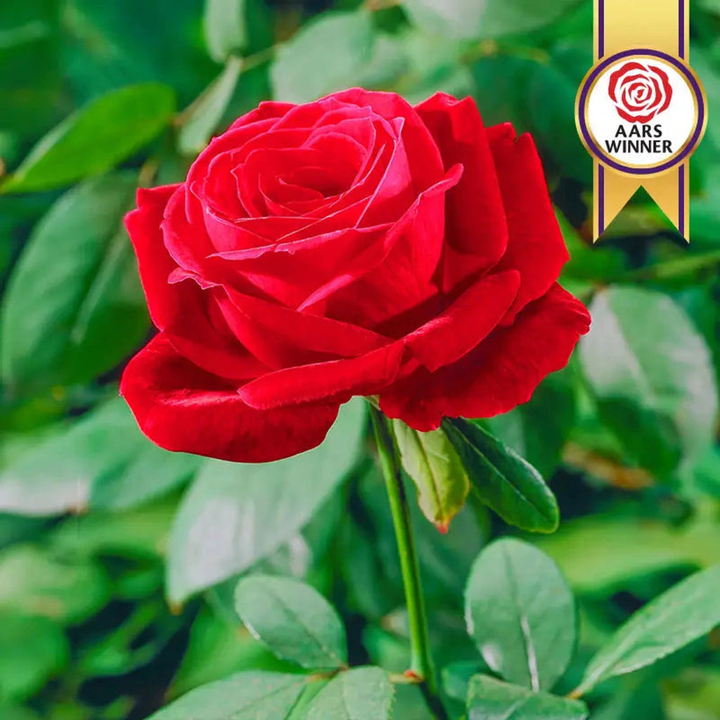 Buy Mister Lincoln Hybrid Tea Rose