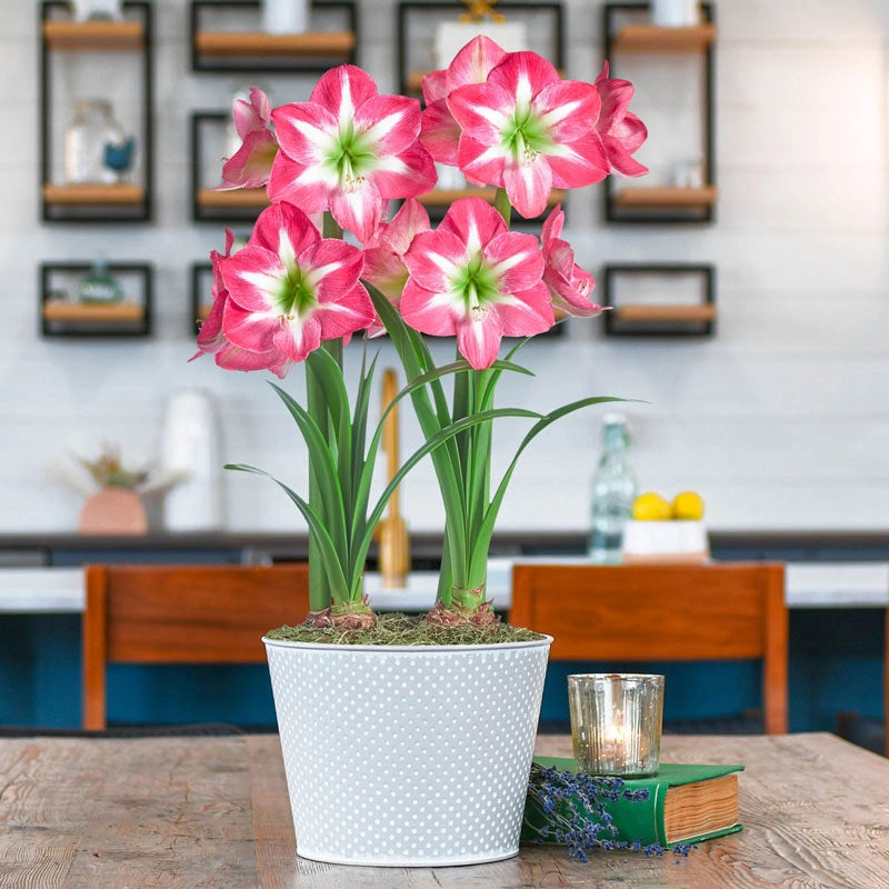Shop Exposure Amaryllis Duo Holiday Gifts Breck's