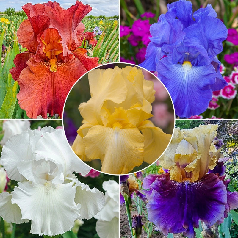 Reblooming Bearded Iris Collection Shop Online Breck's Brecks
