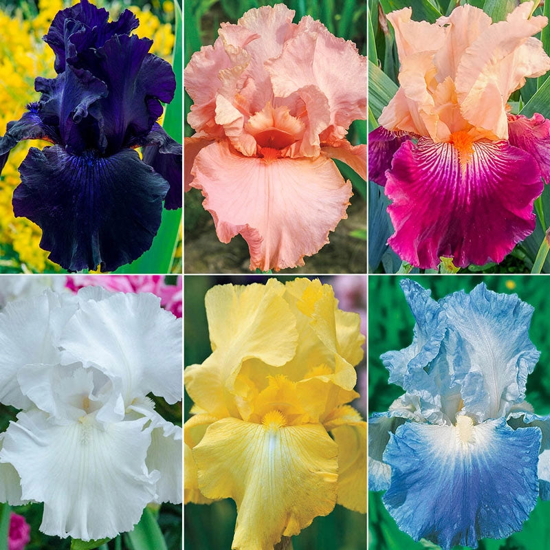 Twice as Nice Reblooming Iris Collection Brecks