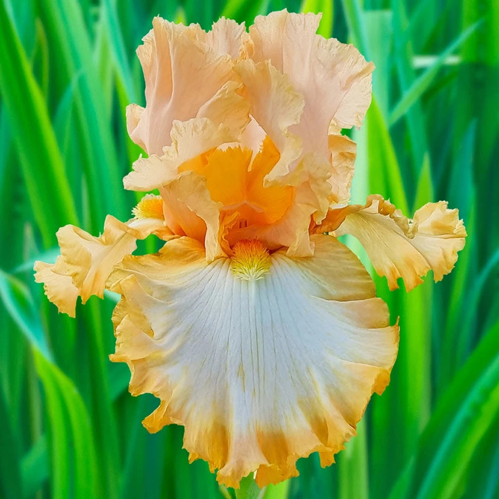 Shop Barbara My Love Bearded Iris | Iris Bulbs | Breck's