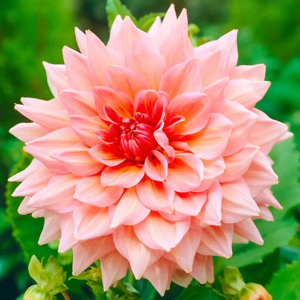 Buy Otto's Thrill Dahlia | Decorative Dahlia Bulbs | Breck's