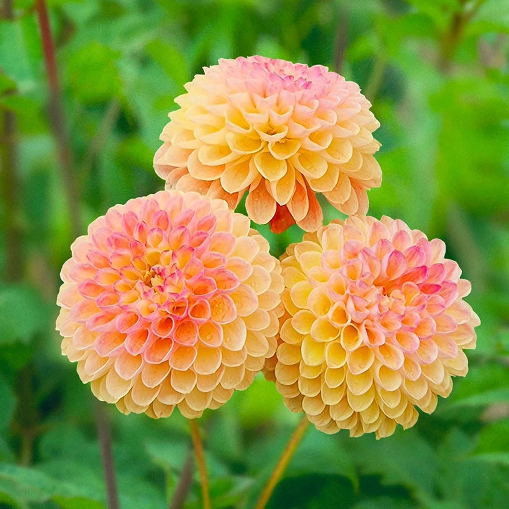 Buy Jowey Nicky Giant Ball Dahlia | Dahlia Tubers | Breck's
