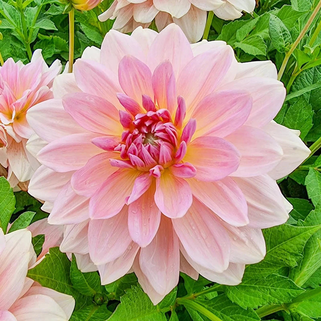 272◆ サンフラワー大プレート2点　デイジー小プレート12点計14点 Fairway Pilot Giant Dinnerplate Dahlia | Buy Online | Breck's