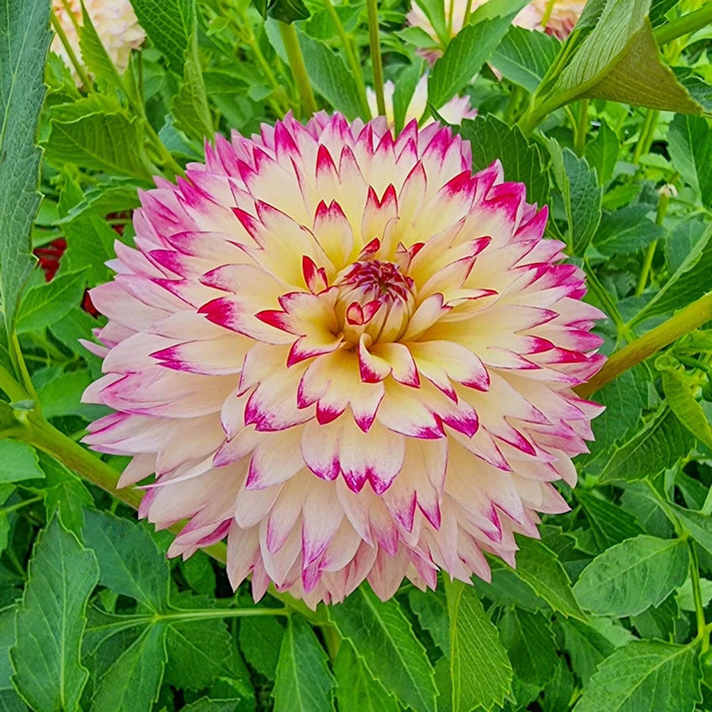 Buy Aphrodite Dahlia Online | Fimbriata Dahlias | Breck's