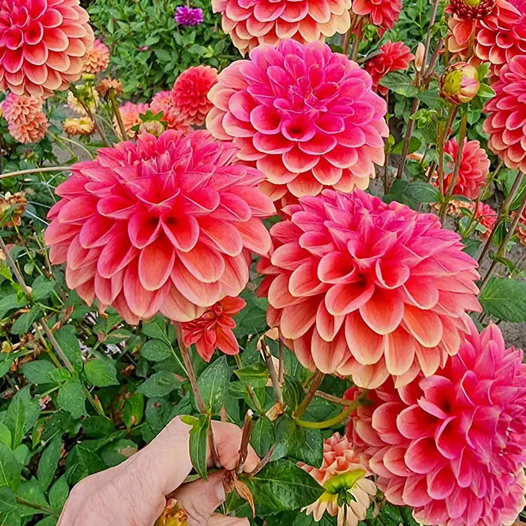 flowerflower 様　確認用 94101.webp?v=1776105406&width=1024