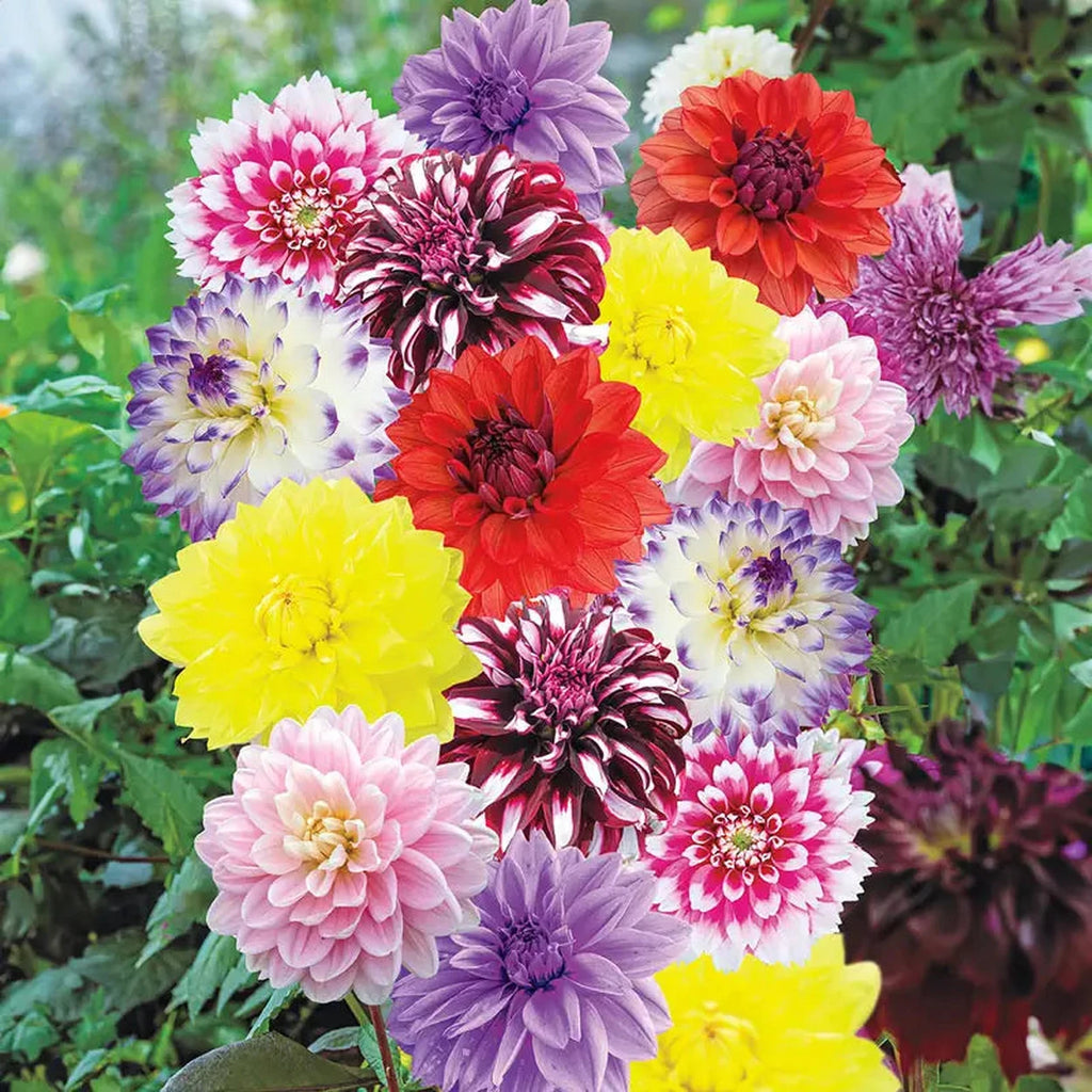 テラミースプラッシュパルス2700 Deluxe Dahlia Mixture | For Spring Planting | Shop Breck's