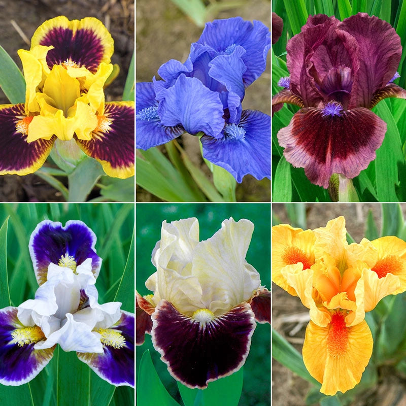 Buy Dwarf Bearded Iris Collection Iris Bulbs Breck's Brecks