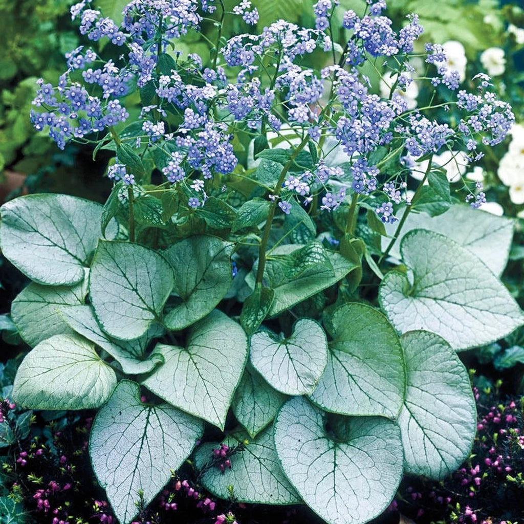 silver heart plant indoors Silver Heart Siberian Bugloss