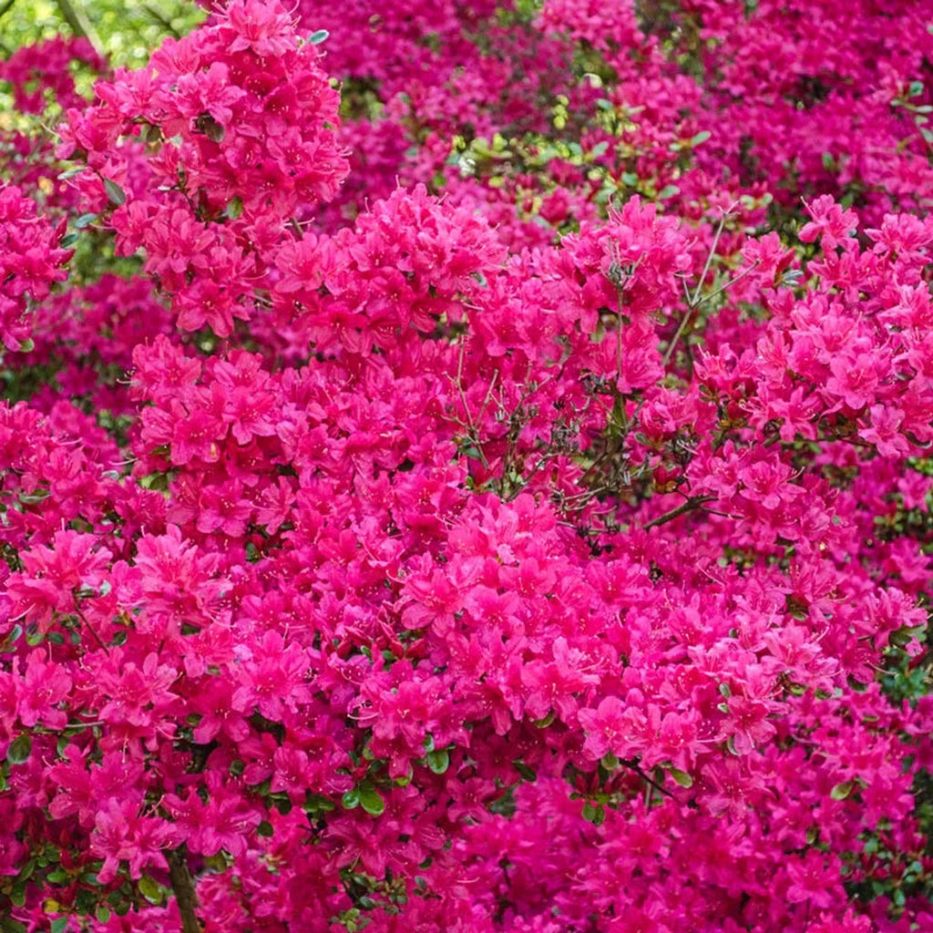 Girard Renee Michelle Azalea – Breck's