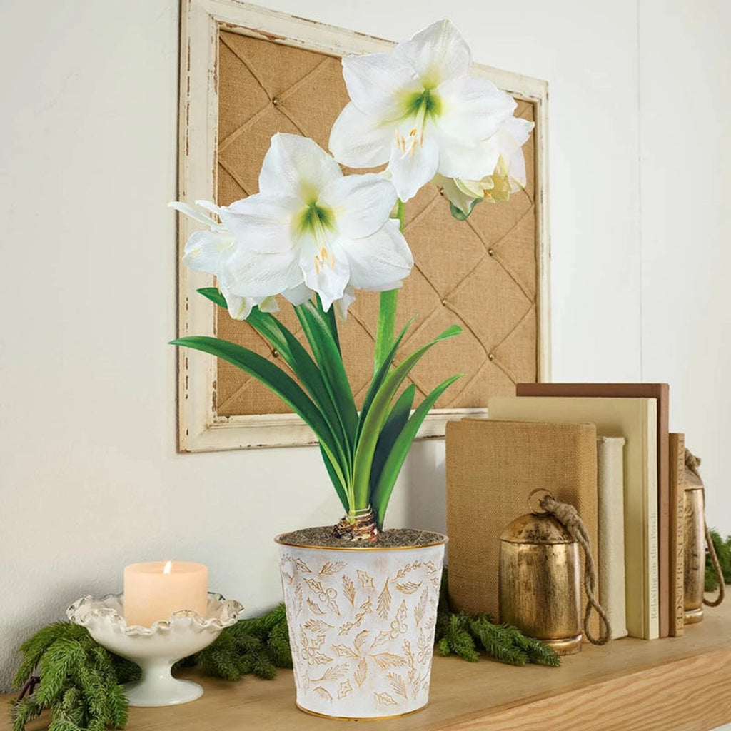 Christmas Gift Amaryllis