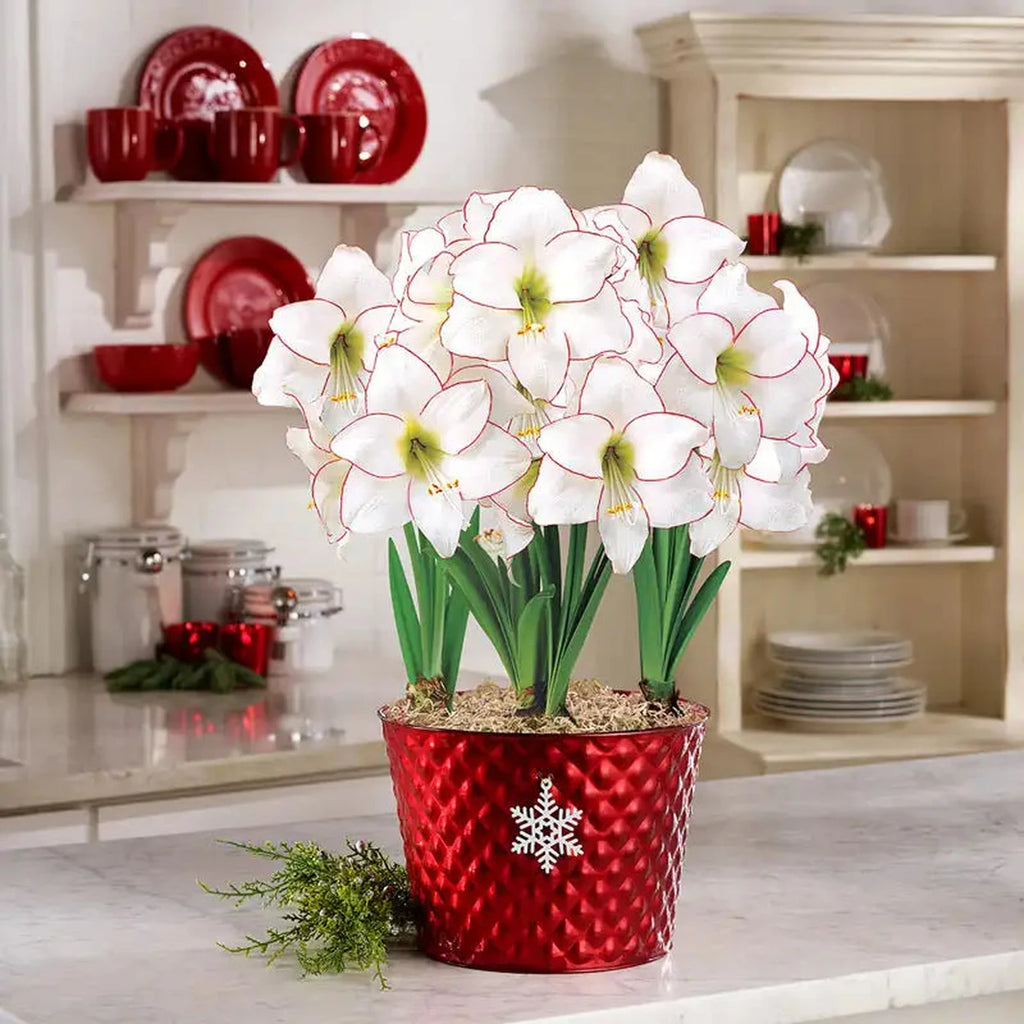 Picotee Amaryllis – Breck's