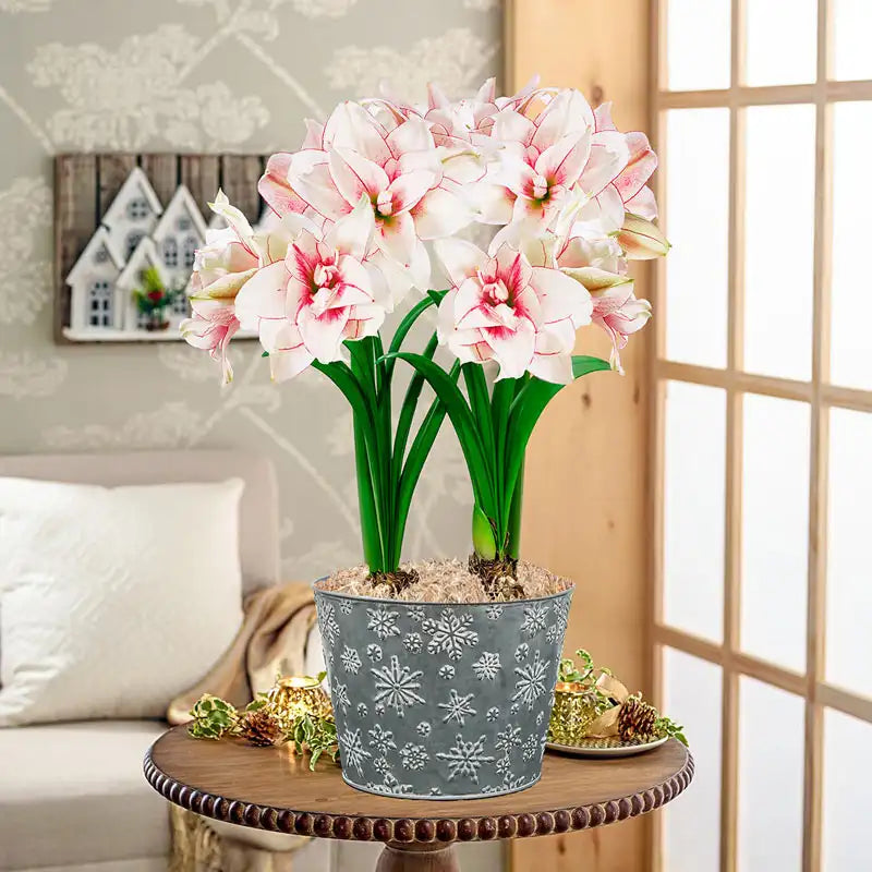 Buy Elvas Amaryllis Online Unique Holiday Gifts Breck's