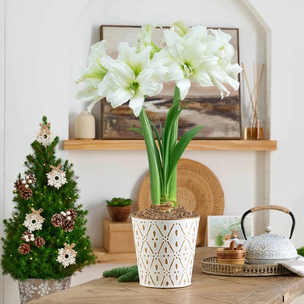 amaryllis コンピ Ice Queen Amaryllis Bulbs | Breck's Gifts for the Holidays