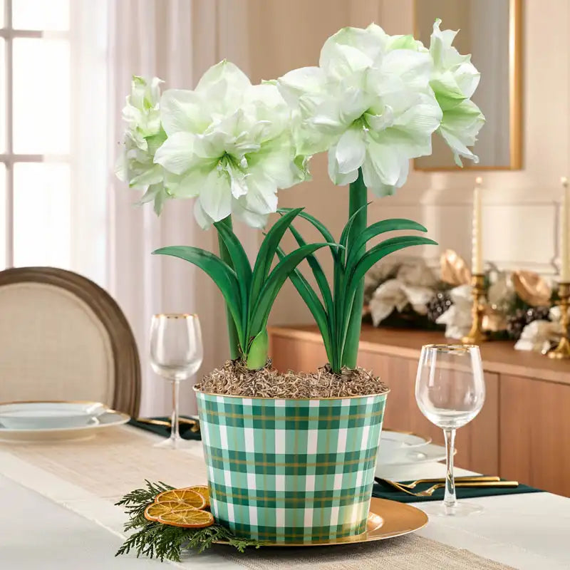 Shop Marilyn Amaryllis Duo Online Holiday Gifts Breck's