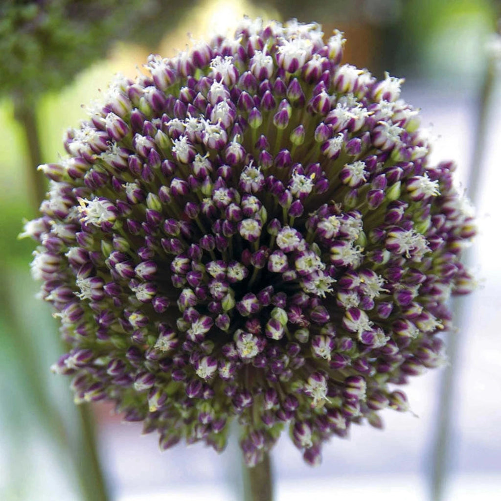 Summer Drummer® Allium