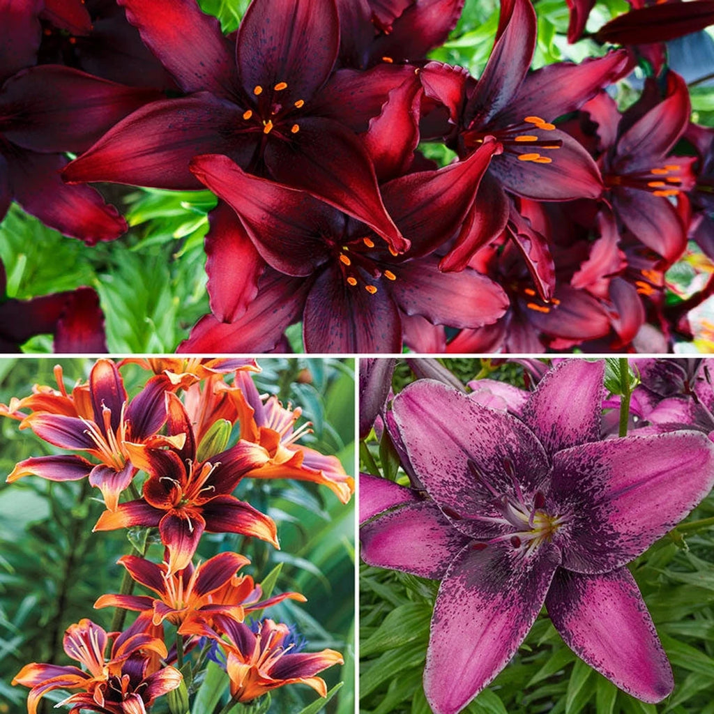 lily_black様 Asiatic Lily Blacklist | K. van Bourgondien - Dutch Bulbs