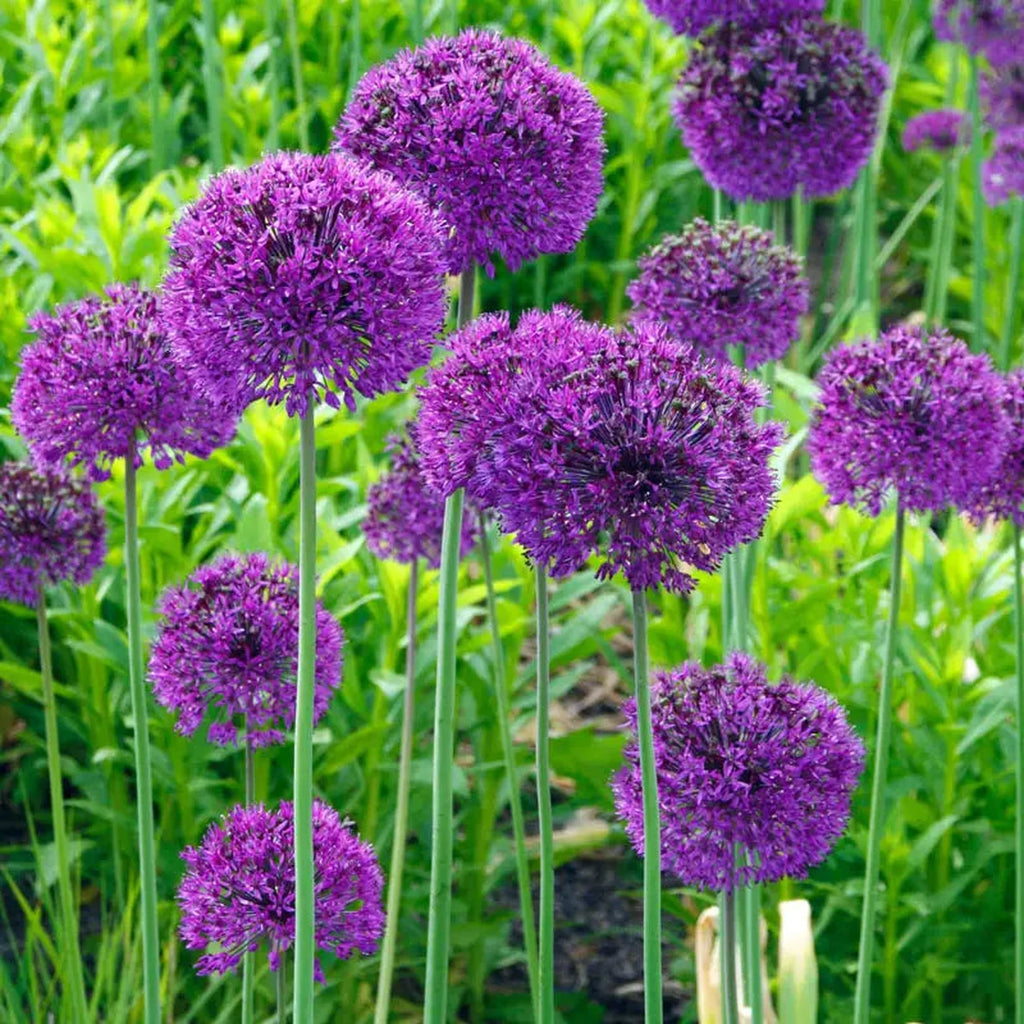 Persian Blue Allium - Purple Sensation Allium | Breck's