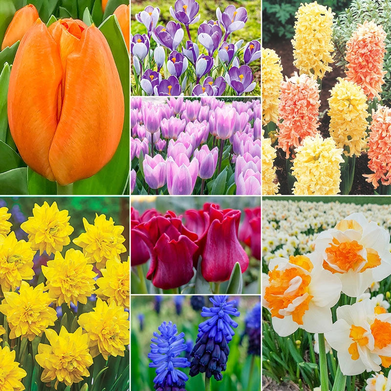 Keukenhof Garden Collection Fall Planted Bulbs Breck's