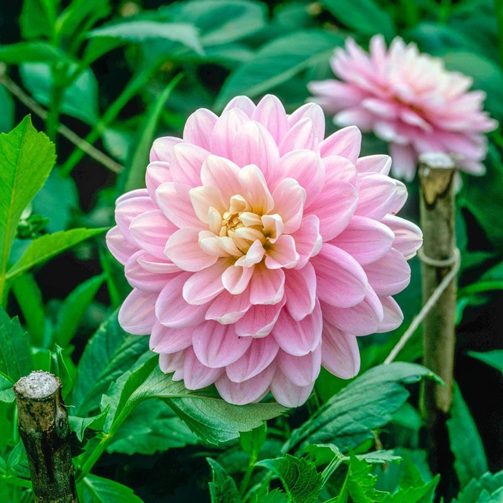 Buy Bracken Ballerina Dahlia | Decorative Dahlias | Breck's